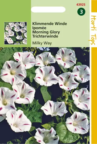 Ipomoea tricolor Milky Way