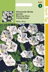 Ipomoea tricolor Milky Way