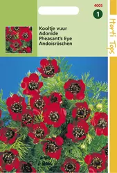 Adonis Aestivalis Roodbloeiend