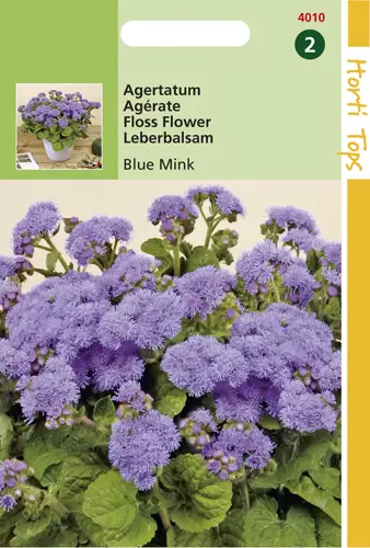 Ageratum Houstonianum (Mexicanum)