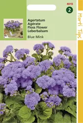 Ageratum Houstonianum (Mexicanum)