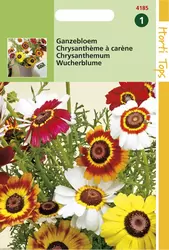 Chrysanthemum Carinatum Gemengd