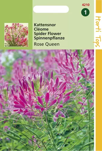 Cleome Spinosa Rose Queen