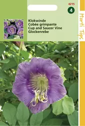 Cobaea Scandens Violetblauw