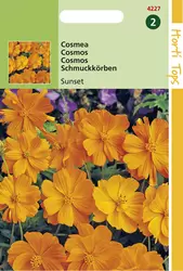Cosmos Sulphureus Sunset Oranje-Rood