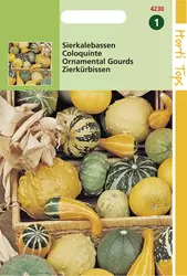 Cucurbita Pepo. Sierkalebes Kleinvruchtig gemengd