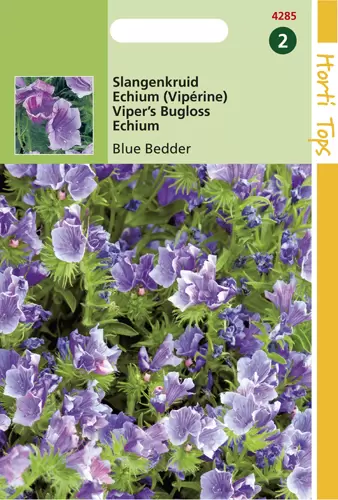 Echium Plantagineum Blue Bedder