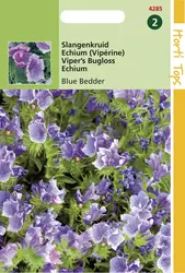 Echium Plantagineum Blue Bedder