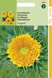 Helianthus Annuus Sungold Dubbel