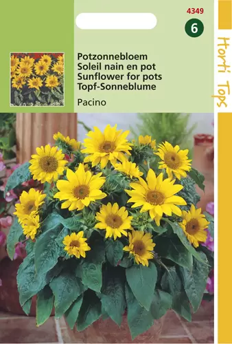 Helianthus Annuus Pacino. Lage P