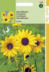 Helianthus Debilis Geel (Stella)