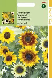 Helianthus cucumerifolius gemeng