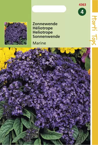 Heliotropium Peruvianum Marine.