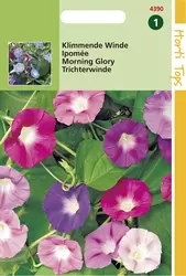 Ipomoea Purpurea Gemengd