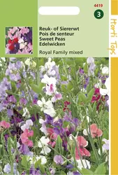 Lathyrus odoratus Royal Family g