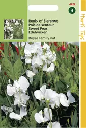 Lathyrus Odor. Royal Family Wit