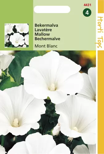 Lavatera Trimestris Mont Blanc