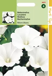 Lavatera Trimestris Mont Blanc