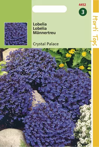Lobelia erinus comp. Crystal Pal