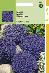 Lobelia erinus comp. Crystal Pal