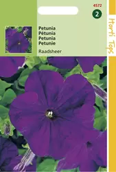 Petunia Hybr.Nana Comp. Raadshee