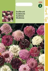 Scabiosa Atropurpurea Gem.