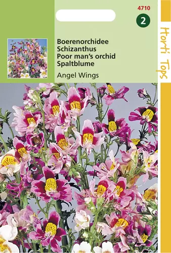 Schizanthus Wisetonensis Angel W