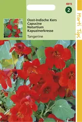 Tropaeolum Majus Nanum Empress O