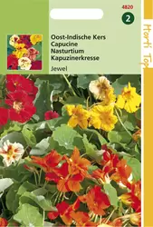Tropaeolum Jewel Dubbelbl. Gemen