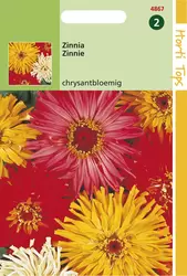 Zinnia Elegans Chrysanthbloemig