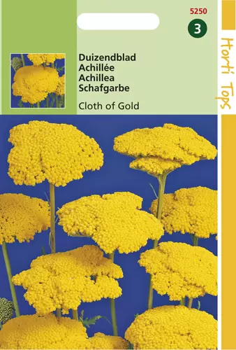 Achillea Filipendula Cloth Of Gold
