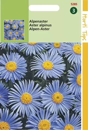 Aster Alpinus Lichtblauw