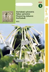Nicotiana Sylvestris wit