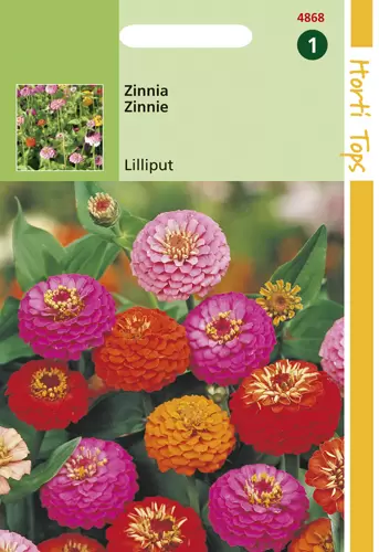 Zinnia Liliput/Pompon dubbelbl.