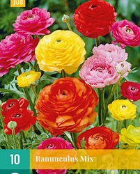 Ranunculus mix 10st