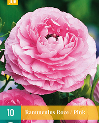 Ranunculus roze 10st