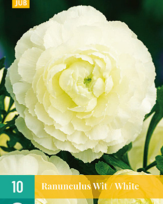 Ranunculus wit 10st