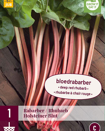 Rheum/rabarber holsteiner blut 1st