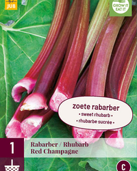 Rheum/rabarber red champagne 1st