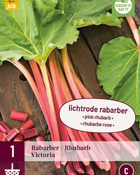 Rheum/rabarber victoria 1st