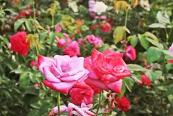 Rozen