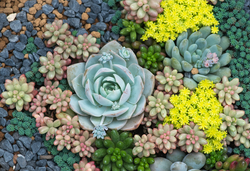 Sedum