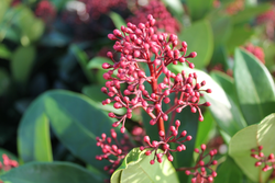 Skimmia