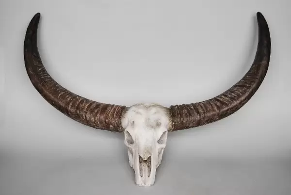 Stier schedel wit l92b36h50cm