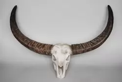 Stier schedel wit l92b36h50cm