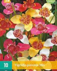 Tigridia pavonia mix 10st