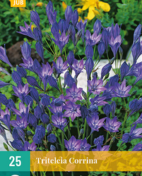 Triteleia corrina 25st
