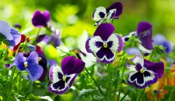 Tuinplanten