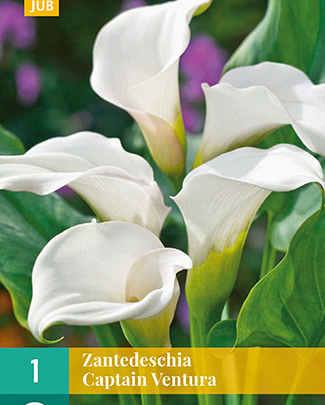 Zantedeschia captain ventura 1st