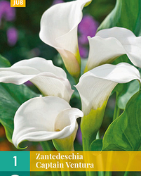 Zantedeschia captain ventura 1st